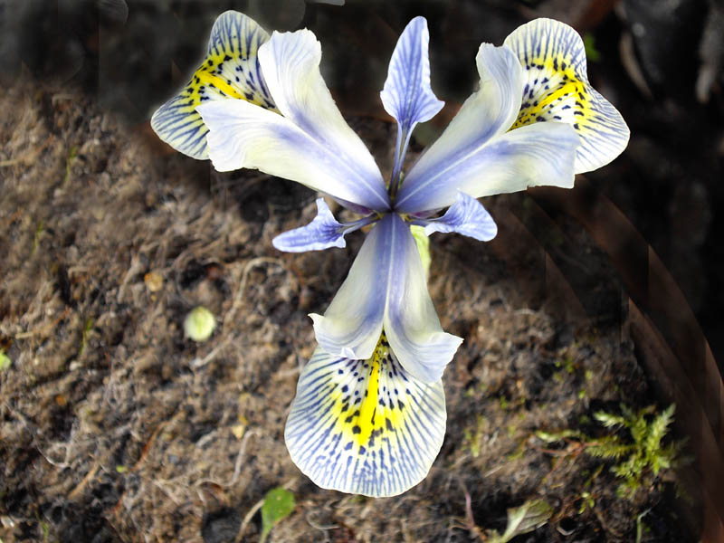 Iris histrioides 'Katharine Hodgkin' photo